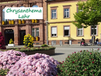 Do. 30.10.2025 - Chrysanthema Lahr