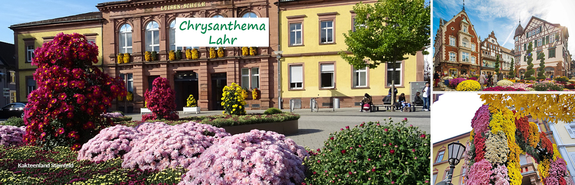 Lahr Chrysanthema-Teinachtal-Reisen